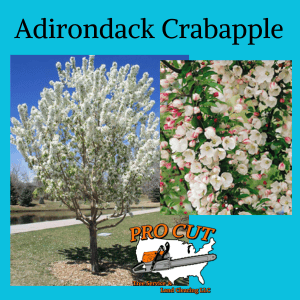 Autumn Blaze Maple Tree