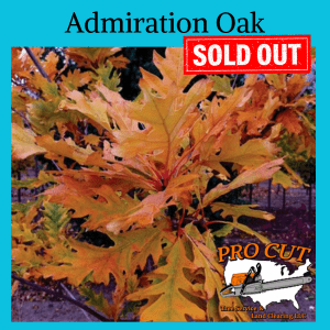 Admiration Oak Autumn Blaze Maple Tree