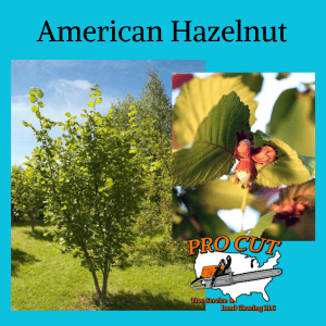 Autumn Blaze Maple Tree