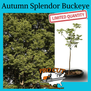 Autumn Splendor Buckeye