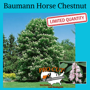 Baumann Horse Chestnut