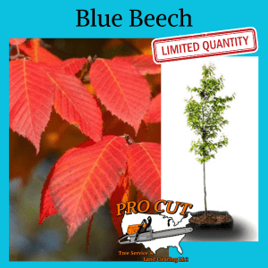 Blue Beech Tree