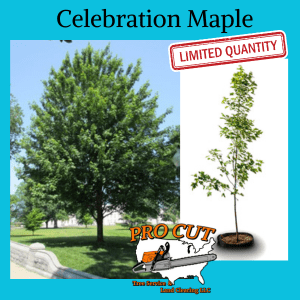 Celebration Maple Tree