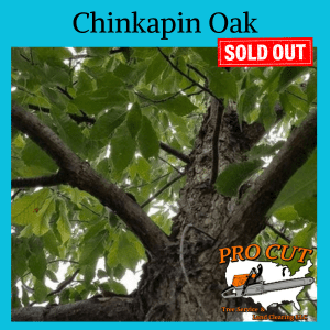 Chinkapin Oak