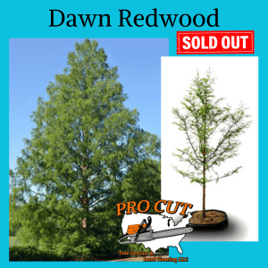 Dawn Redwood