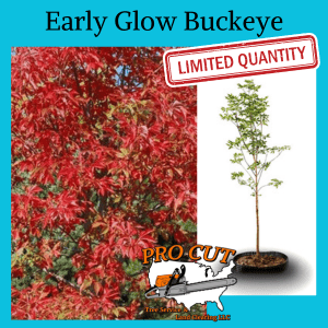 Early Glow Buckeye Tree