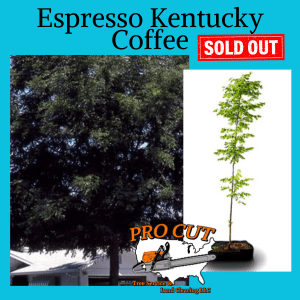 Espresso Kentucky Coffee Tree