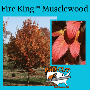 Pro Cut Tree Service Logo