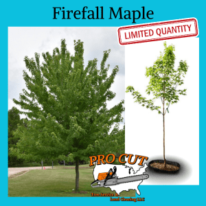 Firefall Maple Tree Firefall Maple