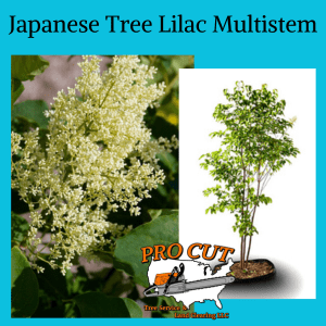 Japanese Tree Lilac Multi Stem Pro Cut Tree Service Logo
