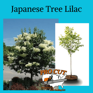 Japanese Tree Lilac Pro Cut Tree Service Logo