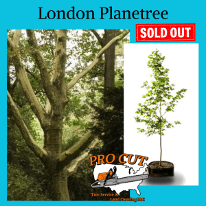 London Planetree