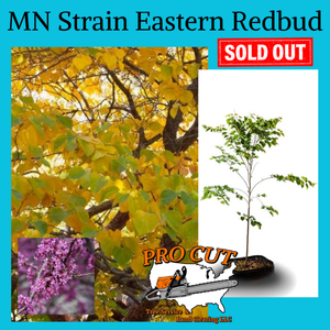 MN Strain Eastern Redbud Tree