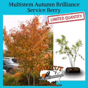 Multi Stem Autumn Brilliance Service Berry LIMITED QTY