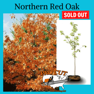 Northern Red Oak Tree