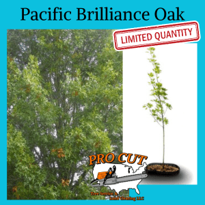 Pacific Brilliance Oak Tree