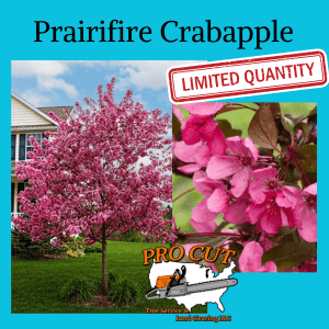 Prairifire Crabapple Tree