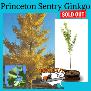 Princeton Sentry Ginkgo Tree