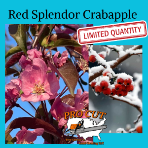 Red Splendor Crabapple Tree