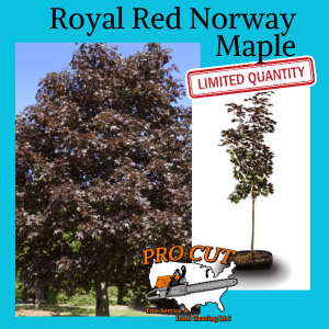 Royal Red Norway Maple Tree