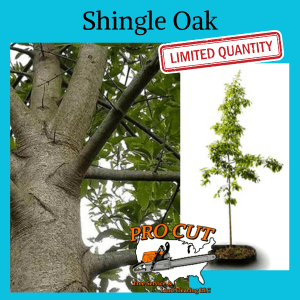 Shingle Oak
