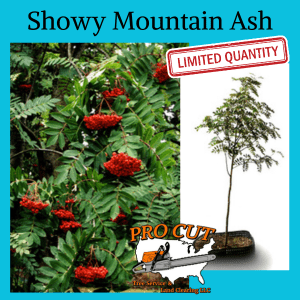 Showy Mountain Ash Tree