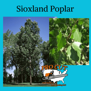 Sienna Glen Maple