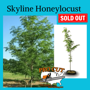 Skyline Honeylocust Tree