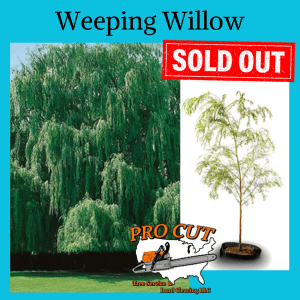 Pro Cut Tree Service Logo