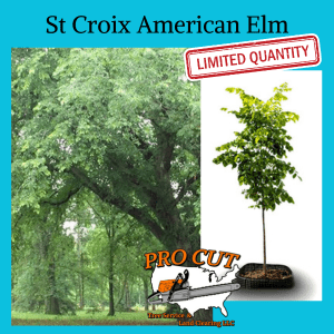 St Croix American Elm Tree Pro Cut Tree Service Logo