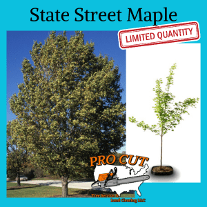 State Street Maple Tree Pro Cut Tree Service Logo