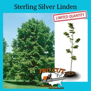 Sterling Silver Linden Tree Pro Cut Tree Service Logo