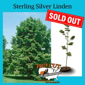 Pro Cut Tree Service Logo