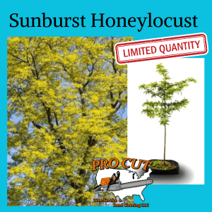 Sunburst Honeylocust Tree Pro Cut Tree Service Logo