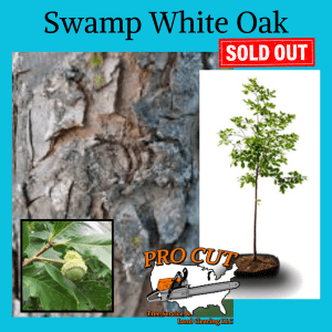 Swamp White Oak Tree Swamp white oak