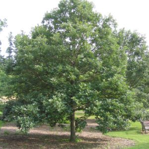 Swamp white oak