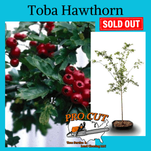 Toba Hawthorn Pro Cut Tree Service Logo