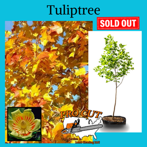 Tuliptree Pro Cut Tree Service Logo
