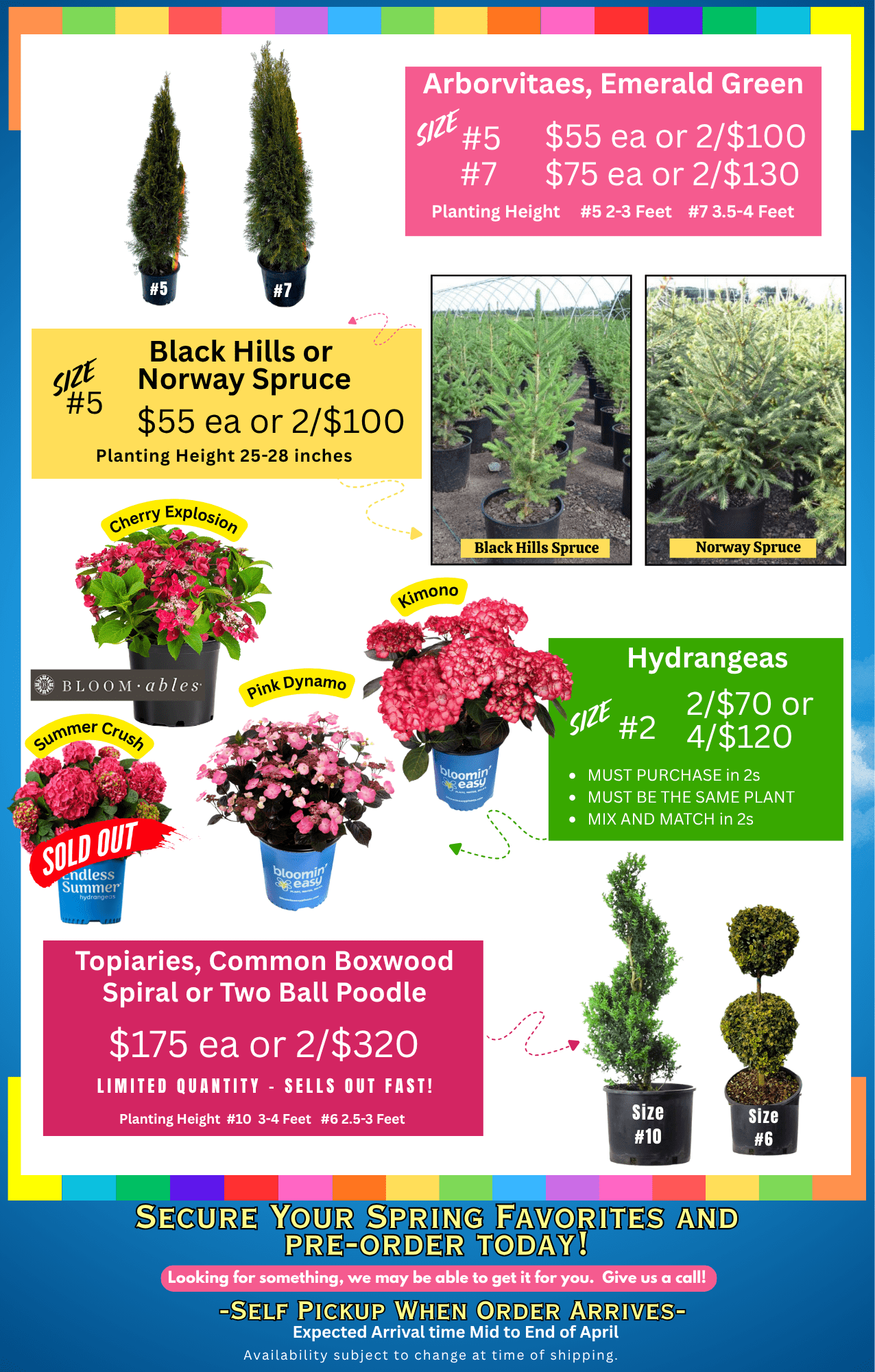 Autumn Blaze Maple Tree