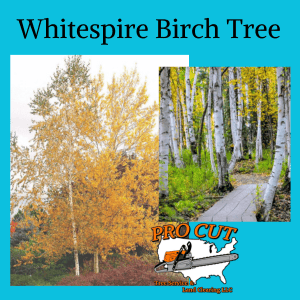 Pro Cut Tree Service Logo