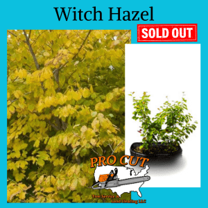 Witch Hazel Shrub Pro Cut Tree Service Logo